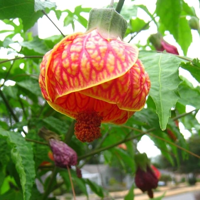 2 Abutilon Plants Live 5-8 Inches Tall - Abutilon Lantern Trailing Hanging Flower Vine Perfect for Enhancing Your Indoor Outdoor Garden (Orange)