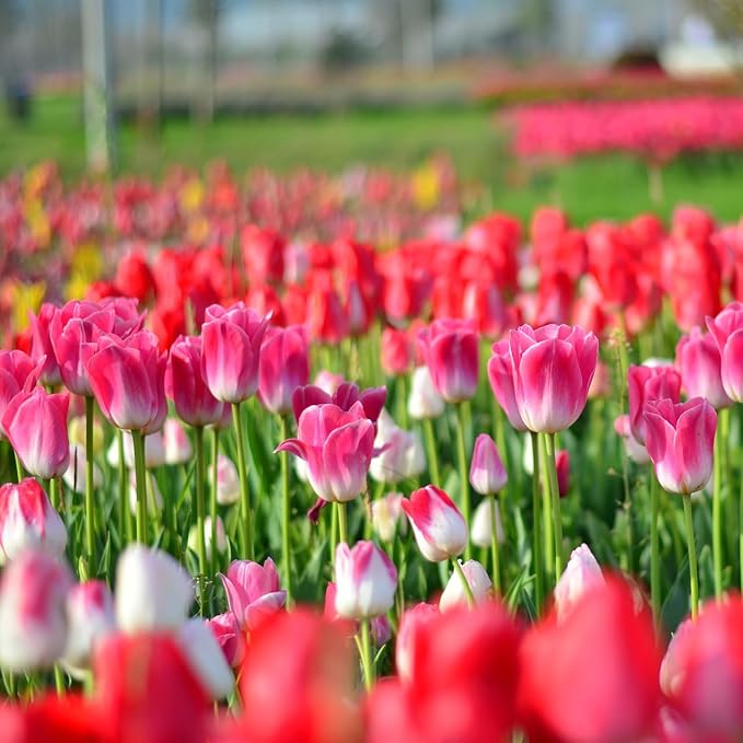 Showgirl Pink Tulip Bulbs – Gardener’s Favorite Spring Flowers | 10 Premium Perennial Bulbs for Vibrant Pink Blooms | Easy to Grow | Attracts Bees & Butterflies | Zones 3–8 | Great Gift (10 Bulbs)