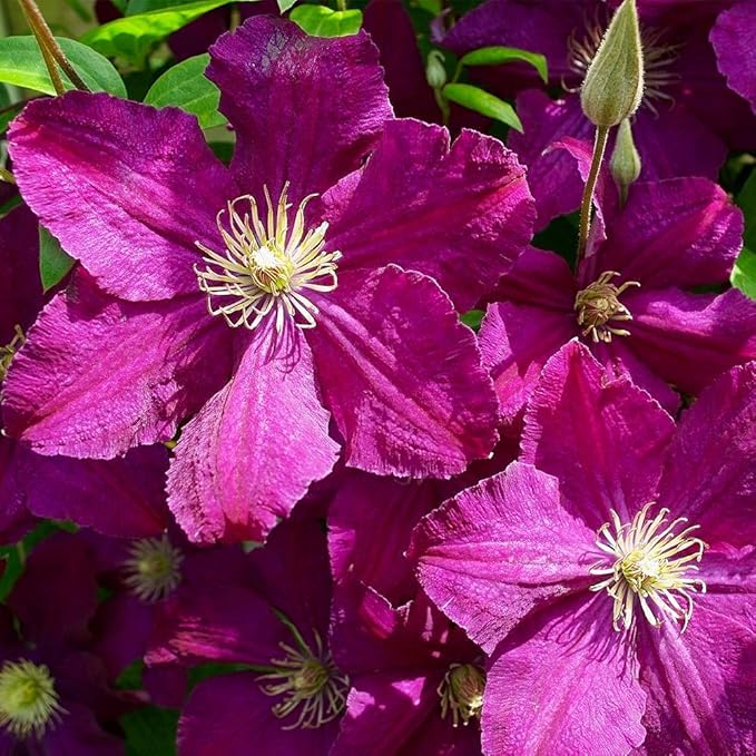 Clematis Cardinal Wyszynski Vine - 10 Live Plants in 4 Inch Growers Pots - Clematis 'Cardinal Wyszynski' - 2 Years Old Ready to Be Planted - Bold and Beautiful Crimson Flowering Vine
