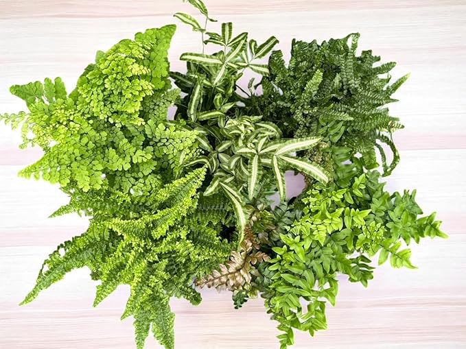 La Costa Plants Mixed Fern Plants, Set of 3, 4 Inch Pots, Live Indoor Outdoor Plants for Home and Office Decor