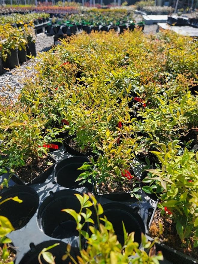 Gulf Stream Dwarf Nandina - Heavenly Bamboo - Live Plant - (1 QT)