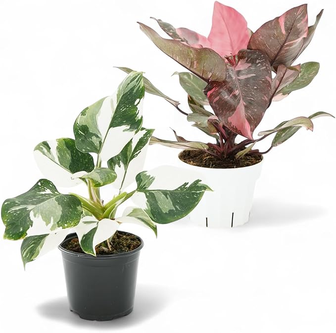 Philodendron Princess Package - Two Live Plants - Indoor Houseplants - Philodendron Pink Princess, White Princess, Elegant Plants Live Houseplants