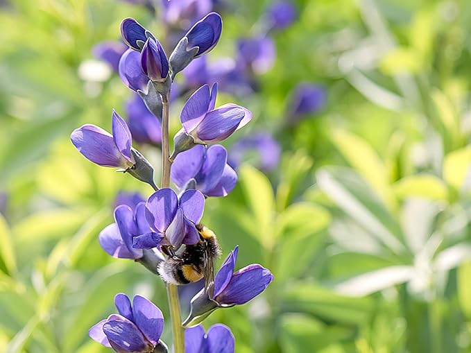 Greenwood Nursery: Live Perennial Plants - Blue False Indigo + Baptisia Australis - [Qty: 2X Pint Pots] - (Click for Other Available Plants/Quantities)