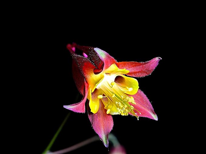 Greenwood Nursery: Live Perennial Plants - Wild Red Columbine + Aquilegia Canadensis - [Qty: 2X Pint Pots] - (Click for Other Available Plants/Quantities)