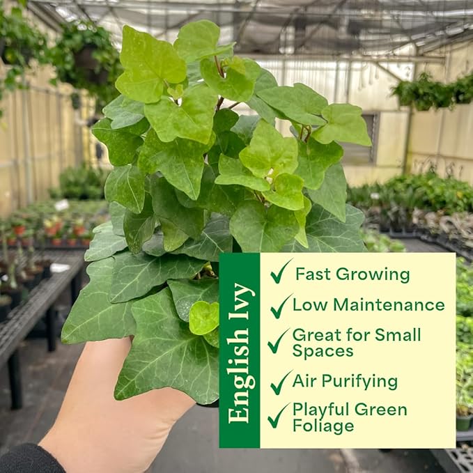 Live Green English Ivy Plant, Hedera Helix, Vining Plant, Live Indoor Plant, 4" Diameter Pot