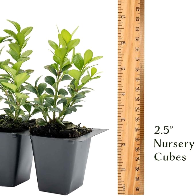 12 Winter Gem Boxwood in 2.5” Nursery Cubes (Buxus microphylla VAR. Japonica) | Evergreen Shrub for Hedges, Borders & Topiary | Ready-to-Plant Live Starter Plants