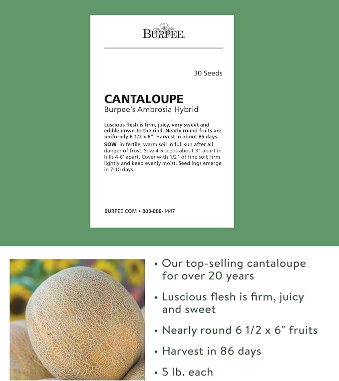 Burpee Ambrosia Cantaloupe Melon Seeds 30 seeds