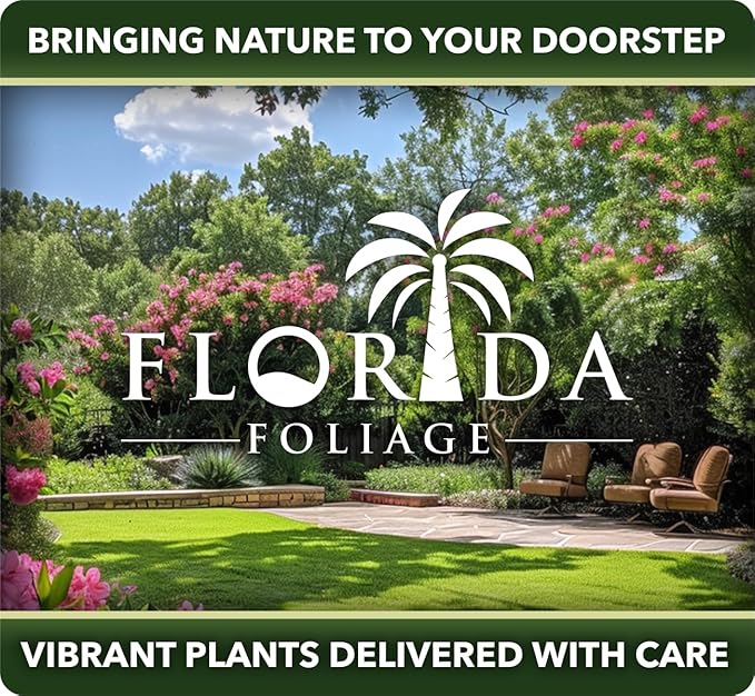 Bottlebrush Red Cluster | 20 Live Plants | Callistemon | Drought Tolerant Shrub, Evergreen Foliage, Vibrant Red Blooms, Low Maintenance Plant, Attracts Hummingbirds, Landscaping