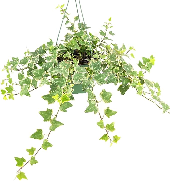 Glacier English Ivy (2" Terracotta Pot) - Trailing Indoor Houseplants - Eye-catching Ivy Plants - Live Healthy Trailing Houseplant for Home Office Decoration