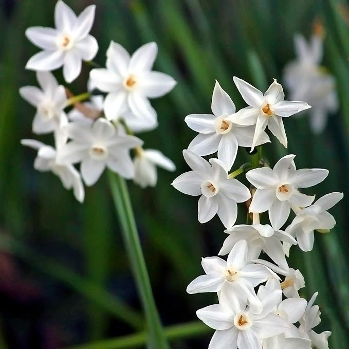 Fantastic Fragrant Paperwhite Narcissus ‘Ziva’ Flowers – 3 Premium Daffodil Bulbs | Easy Indoor or Outdoor Blooms – Attracts Butterflies, Bees & Hummingbirds | Great Gift for Gardeners