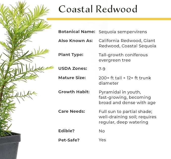 1 Coastal Redwood in 2.5” Nursery Cube (Sequoia sempervirens) | Majestic Evergreen Tree for Shade, Privacy & Wildlife Support | Ready-to-Plant Live Starter Plant