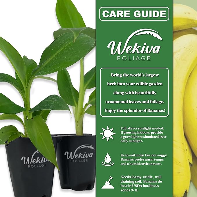 Zebrina Banana Tree - 4 Live Starter Plants - Musa - Edible Fruit Bearing Tree for The Patio and Garden