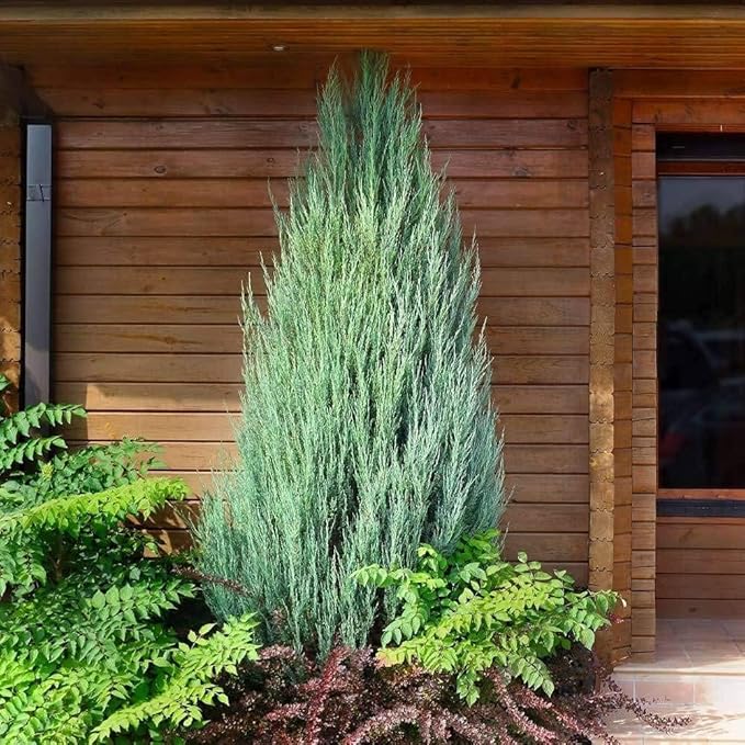 Skyrocket Juniper | 2 Large Gallon Size Plants | Juniperus Scopulorum | Evergreen Privacy Screen, Fast Growing Landscape Tree, Low Maintenance Garden, Ornamental Foliage, Drought Tolerant Plant