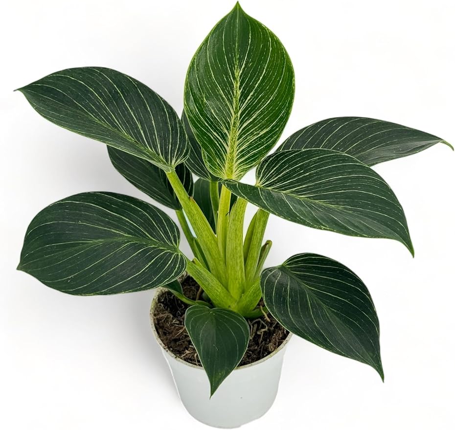 Philodendron Birken Live Plant | Indoor House Plant for Home Decor, Room Decor, Office Decor | Air Purifying Philodendron Houseplant | Elegant Plants Live Houseplants