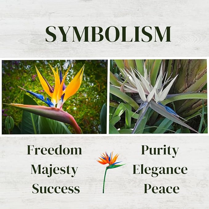 Bird of Paradise Plants Live (4-Pack), Strelitzia Plants with Perennial Orange (2) and White (2) Flowers, Indoor/Outdoor Plants, Exotic Tropical Decor, Not Artificial, 6-10" Height. 2" Pot.
