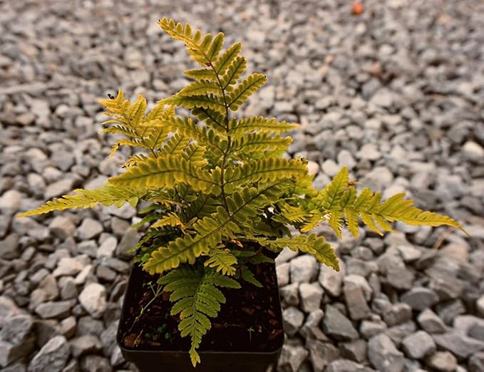 Greenwood Nursery: Live Perennial Plants - Autumn Brilliance Fern + Dryopteris Erythrosora - [Qty: 2X Pint Pots] - (Click for Other Available Plants/Quantities)