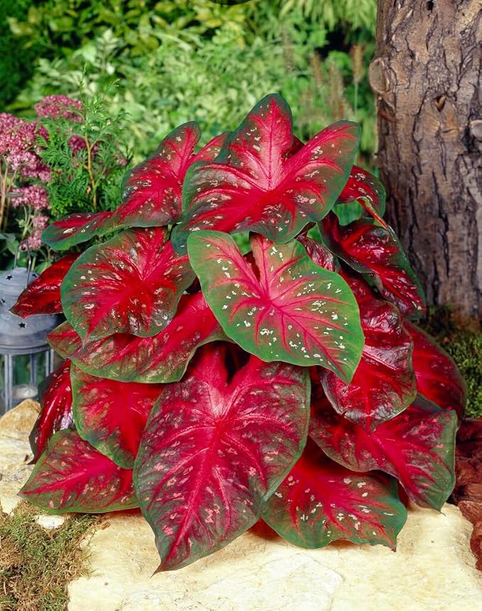 Rumbling Red Caladium Bulbs, Fancy Color, Spring Planting, Perennial Hosta (10 Bulbs)