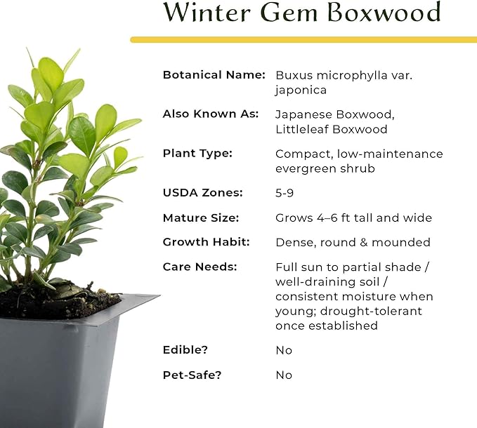 6 Winter Gem Boxwood in 2.5” Nursery Cubes (Buxus microphylla VAR. Japonica) | Evergreen Shrub for Hedges, Borders & Topiary | Ready-to-Plant Live Starter Plants