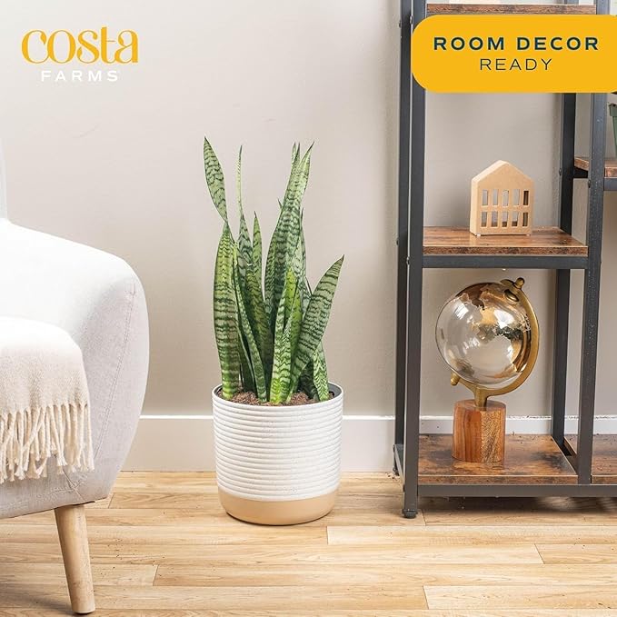 Costa Farms Premium Live Indoor Snake Sansevieria Floor Plant Shipped in Décor Planter, 2-Feet Tall, Grower's Choice, Green, Yellow