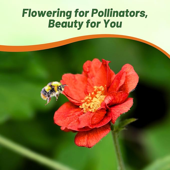 Outsidepride Mrs. Bradshaw Geum Seeds - 1000 Pcs Easy to Grow Perennial Flower Seeds for Planting with Vibrant Blooms Attractive to Pollinators, for Cut Flower Arrangements, Borders, & Flower Beds