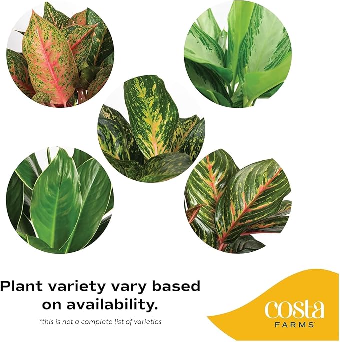 Costa Farms Aglaonema, Chinese Evergreen, Live Indoor Plant, Potted in Grower's Pot, 30-Inches Tall