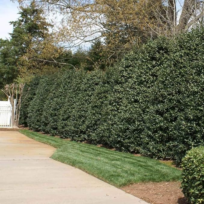 Ilex Nellie R. Stevens Holly - 3 Live Quart Size Trees - Evergreen Privacy Shrub - Red Berries