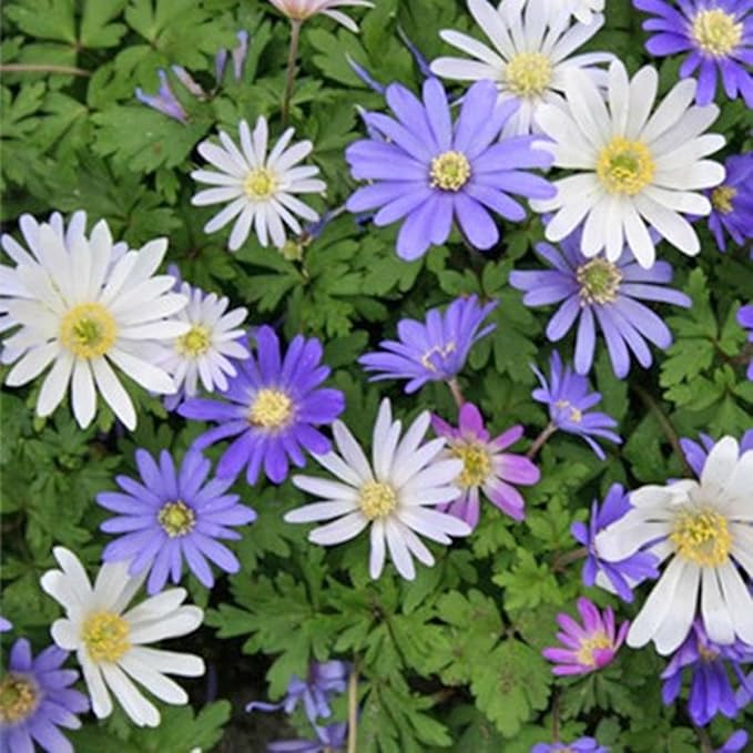 Amazing Deal! Anemone Blanda “Fireworks” – Colorful Perennial Flower Bulbs | Shade-Loving Windflowers in Purple, White, Pink & Blue | Attracts Butterflies & Bees | Zones 3–8 - (30 Bulbs)