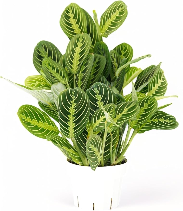Lemon Lime Maranta Live Plant -Indoor House Plant - Prayer Plant - Low Light Houseplants - Plants Live Houseplants Low Maintenance - 6" Pot
