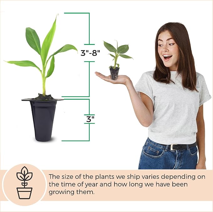 Banana Tree Dwarf Cavendish (4 Pack) Live Banana Plant for Sale | Easy to Grow Plants | Edible Fruit Plant. | Grow Your own Food on Your Edible Organic Garden|Live for Planting|