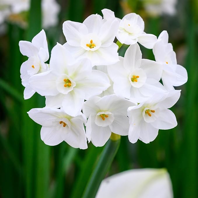 Fantastic Fragrant Paperwhite Narcissus ‘Ziva’ Flowers – 3 Premium Daffodil Bulbs | Easy Indoor or Outdoor Blooms – Attracts Butterflies, Bees & Hummingbirds | Great Gift for Gardeners