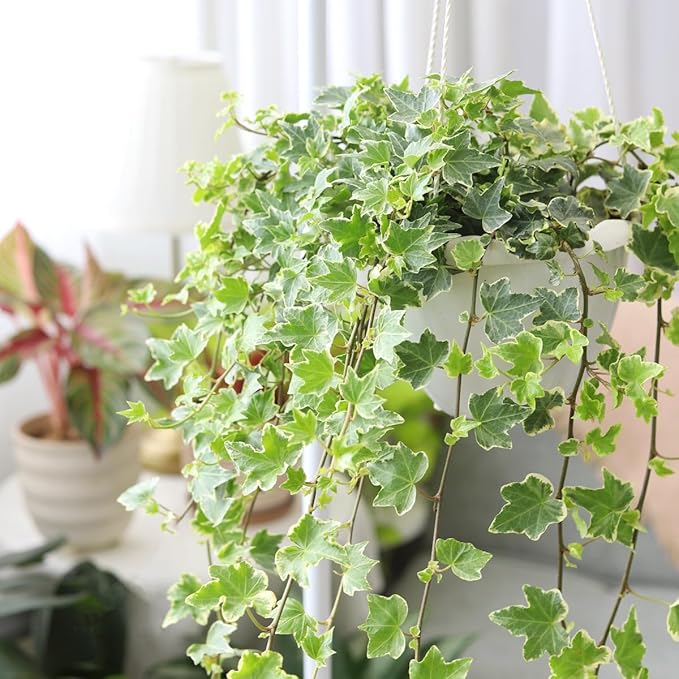 Glacier English Ivy (2" Terracotta Pot) - Trailing Indoor Houseplants - Eye-catching Ivy Plants - Live Healthy Trailing Houseplant for Home Office Decoration
