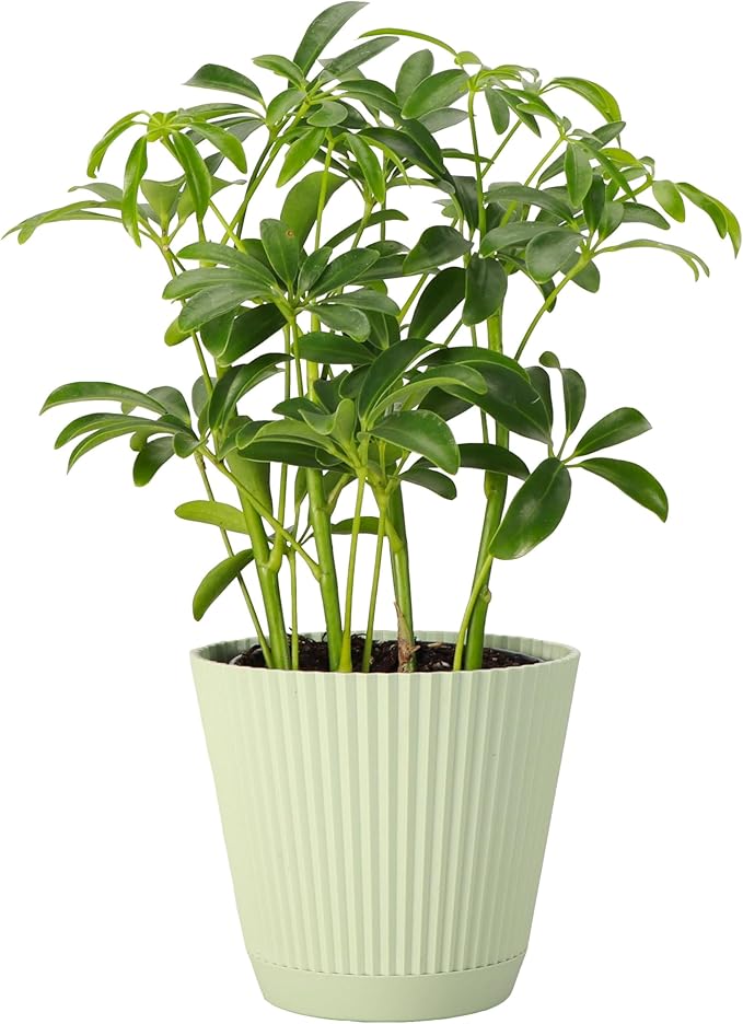 Thorsen's Greenhouse Live Arboricola Umbrella Tree Plant, Schefflera Arboricola, Natural Air Purifier, Easy to Grow, Live Indoor Houseplant, 4-inch Diameter (Sage)