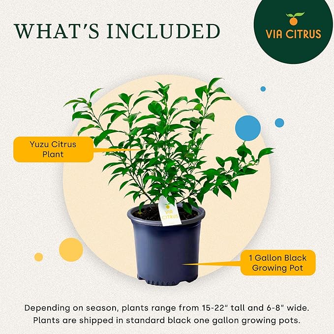 Yuzu Citrus Fruit Trees Live Plants 14-18" Tall - Outdoor Planting & Indoor Fruit Trees Live Plants, No Shipping to CA, AZ,TX,LA - Yuzu Tree Plant, Wild Mandarin Orange Tree Variety by Via Citrus