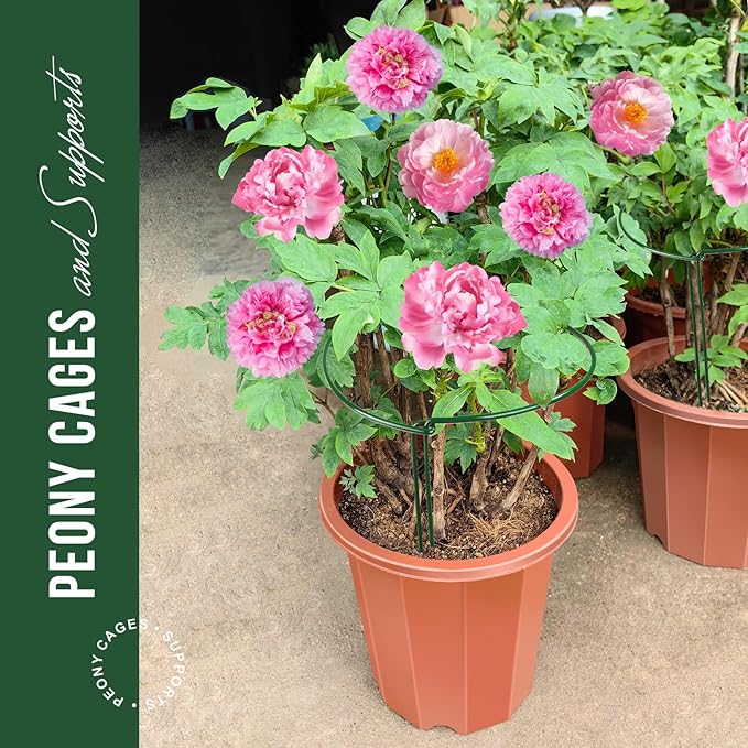 LEOBRO Plant Support Stakes, 6 PCS Peony Cages and Supports, Plant Stakes for Indoor Plants, Outdoor Plants, Monstera Tomato Hydrangea Support Cage, 10" W x 15.8" H
