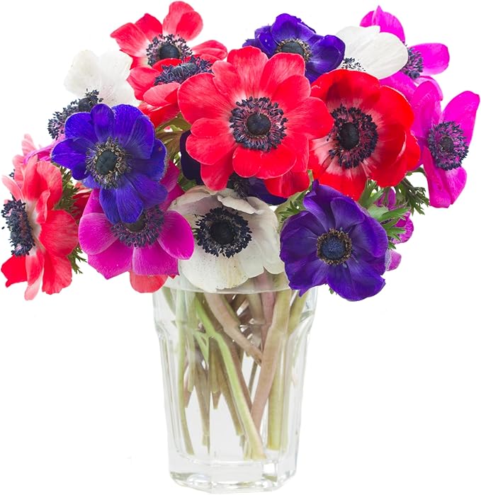 Lieutenant Anemone Flowers – 30 Bulbs | Vibrant Pink, Red, Blue, Purple & White Spring Blooms | Ideal for Cut Flowers, Garden Beds & Containers – Pollinator Friendly | Zones 3–10