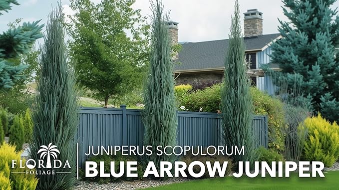 Blue Arrow Juniper | 3 Large Gallon Size Plants | Juniperus Scopulorum | Fast Growing Privacy Screen, Outdoor Evergreen Shrub, Narrow Columnar Shape, Low Maintenance Landscape, Drought Tolerant