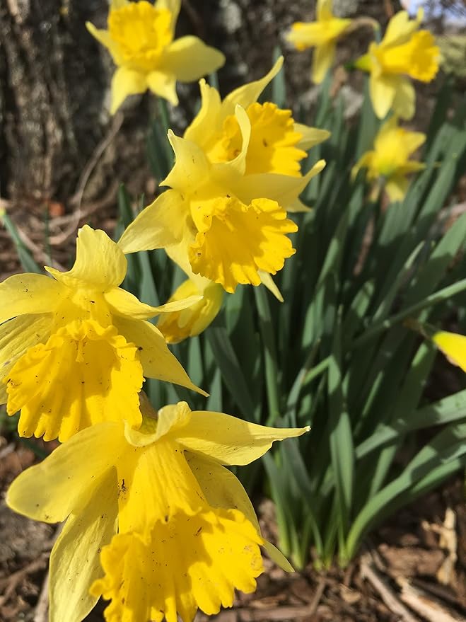 Dutch Master Daffodils (25 Bulbs) - Yellow Daffodil Narcissus Bulbs