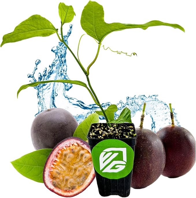 Purple Possum Passion Fruit Live Vine Starter Plant - Passiflora edulis by Wellspring Gardens - Climbing Vine with Aromatic Fruit & Stunning Flowers - Ideal for Outdoor Landscaping & Garden Planting
