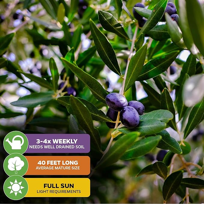 Leccino Olive Tree - Olea europaea by Wellspring Gardens - Fast-Growing Live Plant, Fruit-Bearing, Drought-Tolerant, Easy-Care, Olive Oil Producing, Cross-Pollination Friendly, Ideal for Home Garden