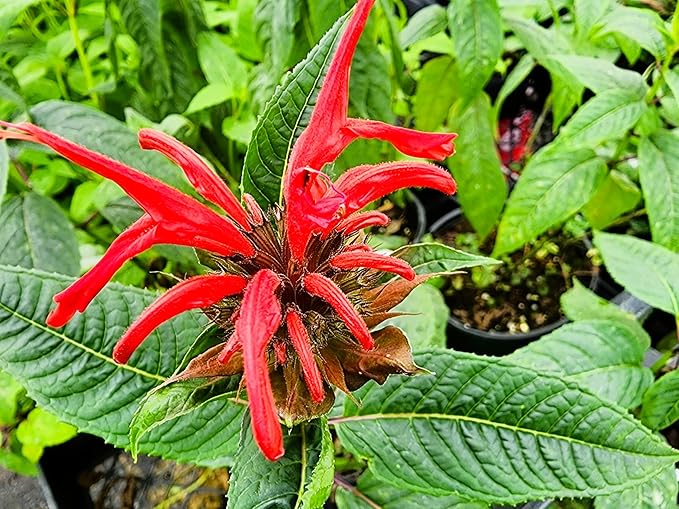 Greenwood Nursery: Live Perennial Plants - Bee Balm Jacob Cline + Monarda Didyma - [Qty: 1x Pint Pot] - (Click for Other Available Plants/Quantities)