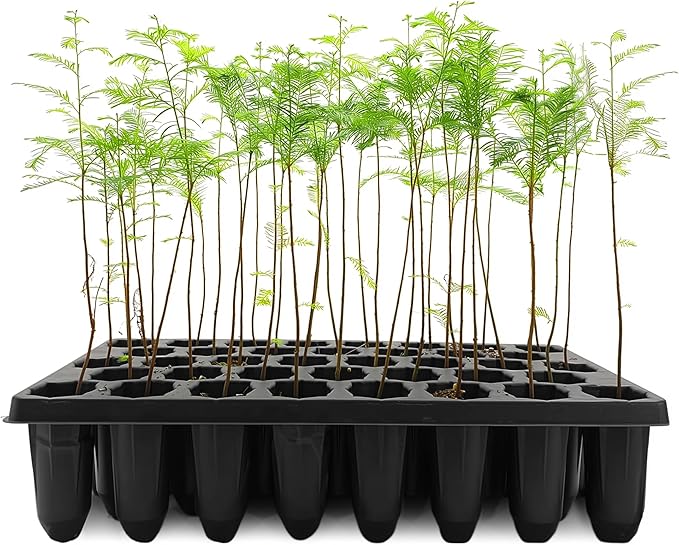 Bald Cypress | 3 Live Trees | Taxodium Distichum | Fast Growing Shade Tree Wet Tolerant