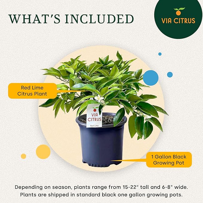 Red Lime Live Fruit Trees 8-12" Tall - Easy Indoor Plants Live Houseplants, No Shipping to CA, AZ,TX,LA - Outdoor Fruit Plants, Easy House Plant, Houseplant for Patio & Outdoor Planting by Via Citrus