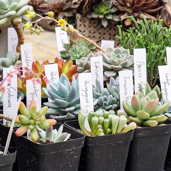 Kensizer 1000 Pcs 4 Inches Plastic Waterproof Plant Labels with a Gel Pen, Nursery Garden Stake Tags, Marker Labels Sticks for Potted Plants