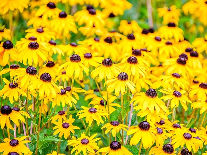 Greenwood Nursery: Live Perennial Plants - Black-Eyed Susan + Rudbeckia Fulgida 'Goldsturm' - [Qty: 1x Pint Pot] - (Click for Other Available Plants/Quantities)