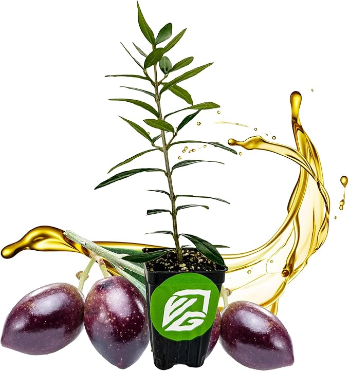 Chemlali Olive Tree - Olea europaea 'Chemlali' by Wellspring Gardens - Self-Pollinating Live Plant, High Fruit Yield, Cross-Pollination,Home Gardening, Olive Cultivation, Delicious Fruit, Easy-Care