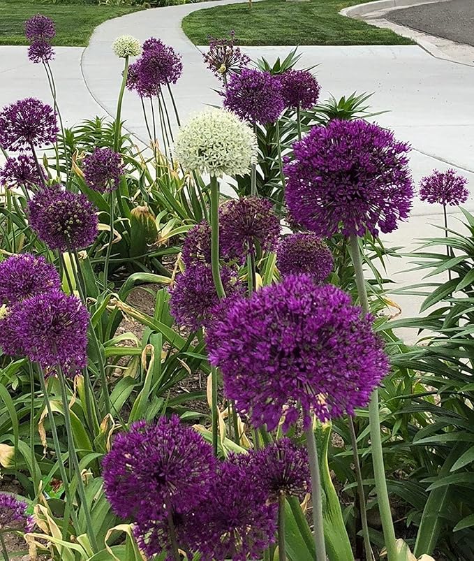 Allium Cepa Blend Purple - 30 Bulb Pack - 4 to 6 Inch Diameter Flower | Allium Bulb Grows to 28-32" Tall | Allium Bulbs, Easy to Grow | Ornamental Onion