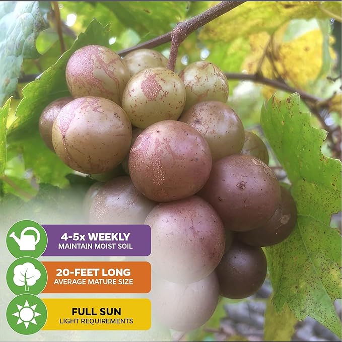 Carlos Muscadine Grape Vine - Vitis rotundifolia - Wellspring Gardens Starter Plant - Live Plant for Outdoor Gardens - Vigorous Grapevine Plants - Ideal for Fruit Gardening in Patio and Garden