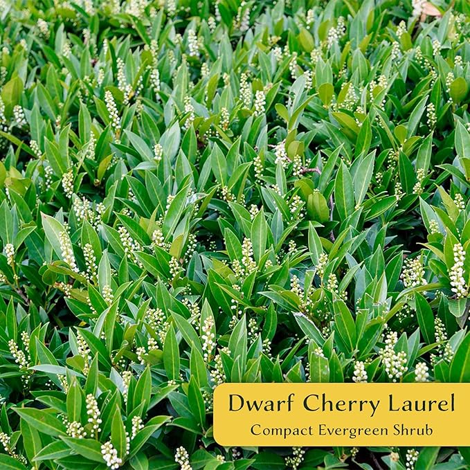2 Dwarf Carolina Cherry Laurel in 3.5” Nursery Cubes (Prunus caroliniana ‘Compacta’) | Evergreen Shrub for Privacy Hedges, Screens, and Ornamental Landscaping | Ready-to-Plant Live Starter Plants