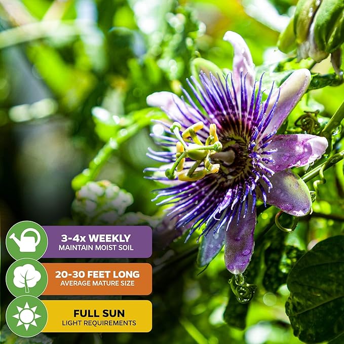Purple Possum Passion Fruit Live Vine Starter Plant - Passiflora edulis by Wellspring Gardens - Climbing Vine with Aromatic Fruit & Stunning Flowers - Ideal for Outdoor Landscaping & Garden Planting