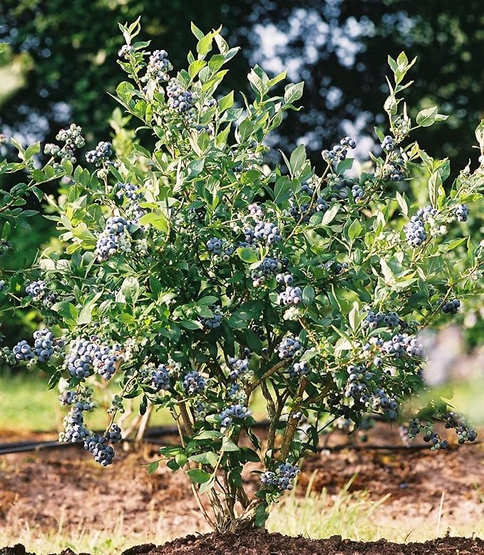 Mini Blues Blueberry Bush - Live Plant - (2.5 QT)